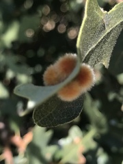 Atrusca trimaculosa