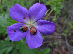 Epilachna nigrocincta