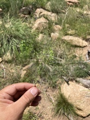 Piptochaetium fimbriatum