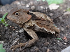 Phrynosoma braconnieri