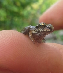 Craugastor metriosistus