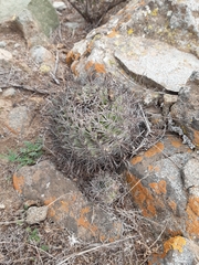 Eriosyce limariensis