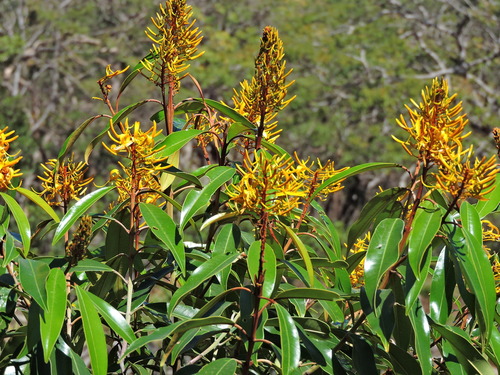 Vochysia acuminata