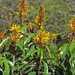 Vochysia acuminata - Photo (c) Flávio Mendes, algunos derechos reservados (CC BY-NC), subido por Flávio Mendes