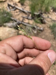 Piptochaetium fimbriatum