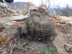 Eriosyce limariensis
