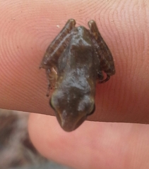 Craugastor metriosistus