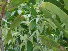 Clematis microphylla microphylla