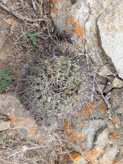 Eriosyce limariensis