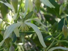 Clematis microphylla microphylla