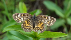 Phyciodes pallescens