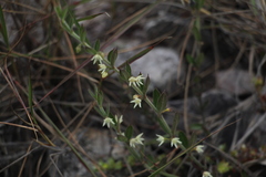 Scyphostelma
