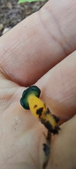 Leotia lubrica image