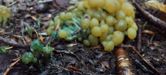 Leotia lubrica image