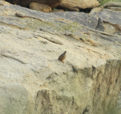 Pternistis hartlaubi