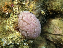 Aplidium nordmanni