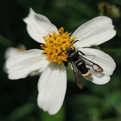 Aegerina