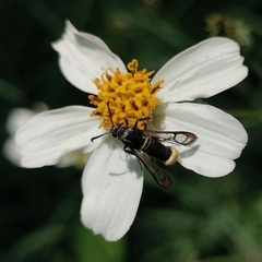 Aegerina