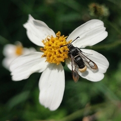 Aegerina