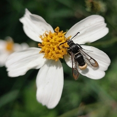 Aegerina