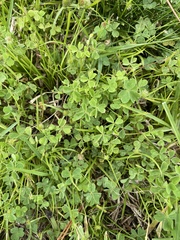 Oxalis californica