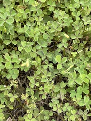 Oxalis californica