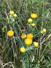 Helichrysum setosum