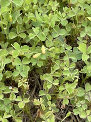 Oxalis californica