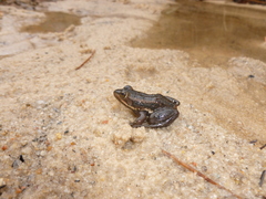 Lithobates virgatipes