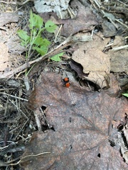 Phidippus cardinalis