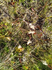Antennaria alpina