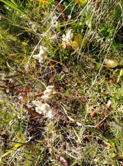Antennaria alpina