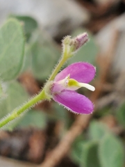 Rhinotropis lindheimeri