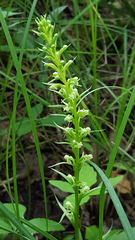 Platanthera flava