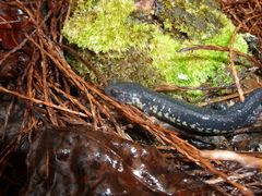 Plethodon chlorobryonis