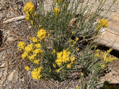 Ericameria nauseosa bernardina