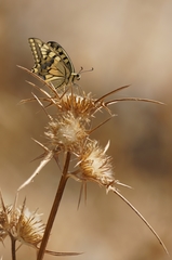 Papilio machaon