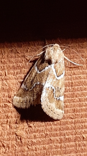 Schinia walsinghami photo 3
