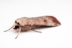 Lepidoptera