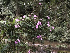 Ipomoea ficifolia