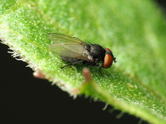 Pholeomyia indecora