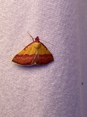 Phytometra rhodarialis