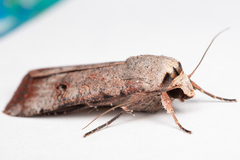 Lepidoptera