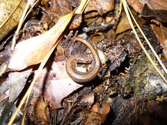 Plethodon websteri