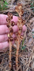Monotropa hypopitys hypopitys
