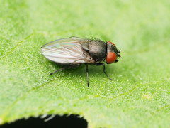 Pholeomyia indecora