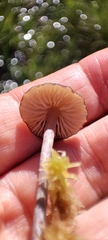 Entoloma fuscomarginatum