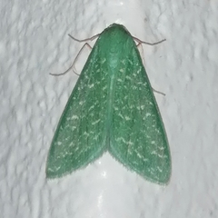 Prosomphax callista