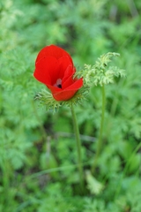 Anemone coronaria