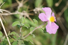 Cistus creticus